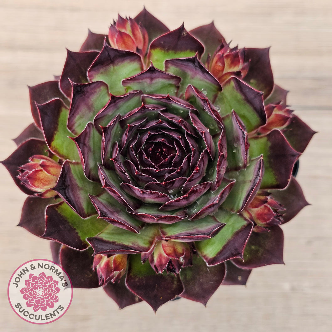 Sempervivum 'Edge of Night'