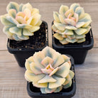 Echeveria 'Cubic Frost' Variegated