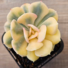 Echeveria 'Cubic Frost' Variegated
