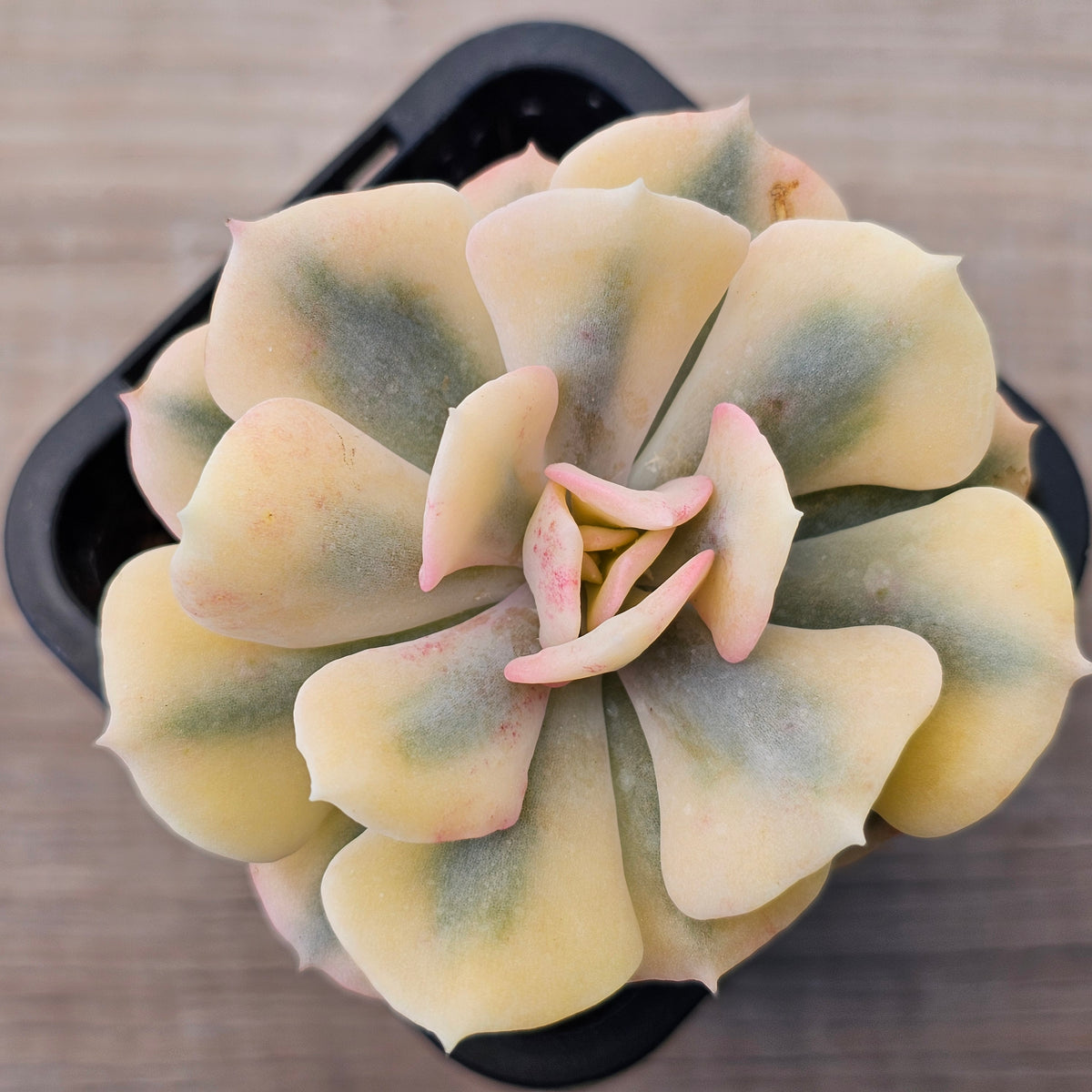 Echeveria 'Cubic Frost' Variegated