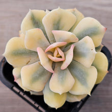 Load image into Gallery viewer, Echeveria 'Cubic Frost' Variegated
