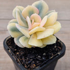 Echeveria 'Cubic Frost' Variegated