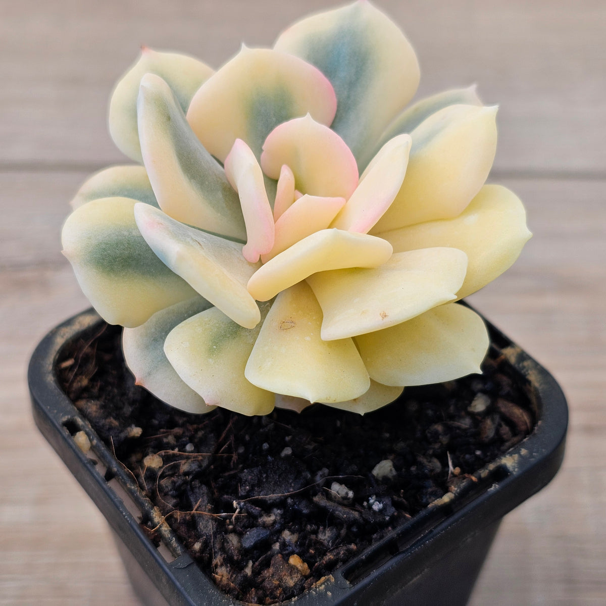 Echeveria 'Cubic Frost' Variegated