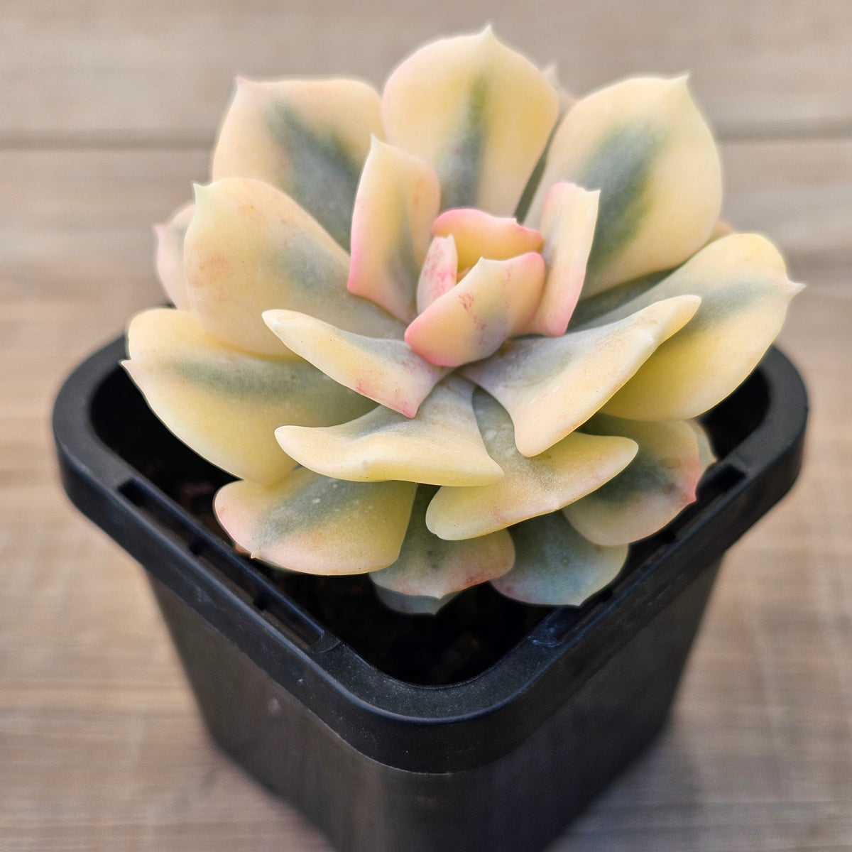 Echeveria 'Cubic Frost' Variegated