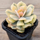 Echeveria 'Cubic Frost' Variegated