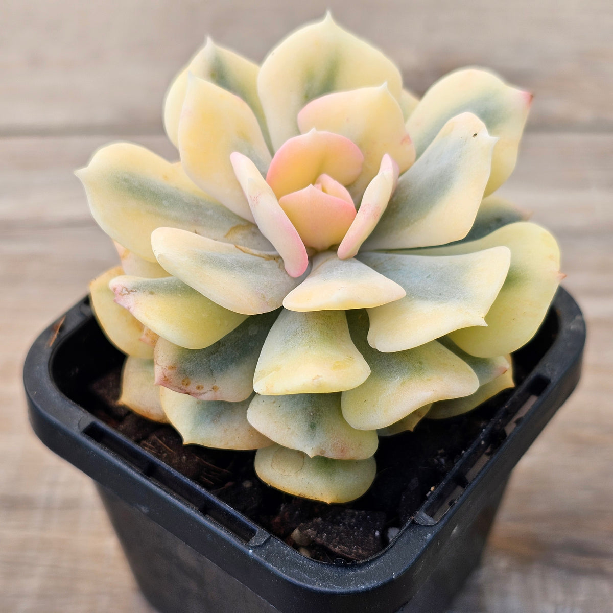 Echeveria 'Cubic Frost' Variegated