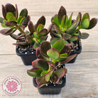 Crassula Ovata 'Ruby'
