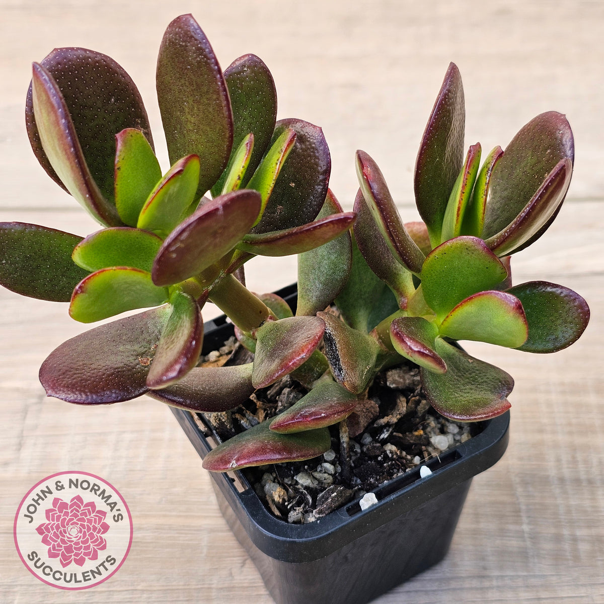 Crassula Ovata 'Ruby'