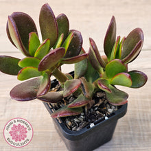 Load image into Gallery viewer, Crassula Ovata 'Ruby'
