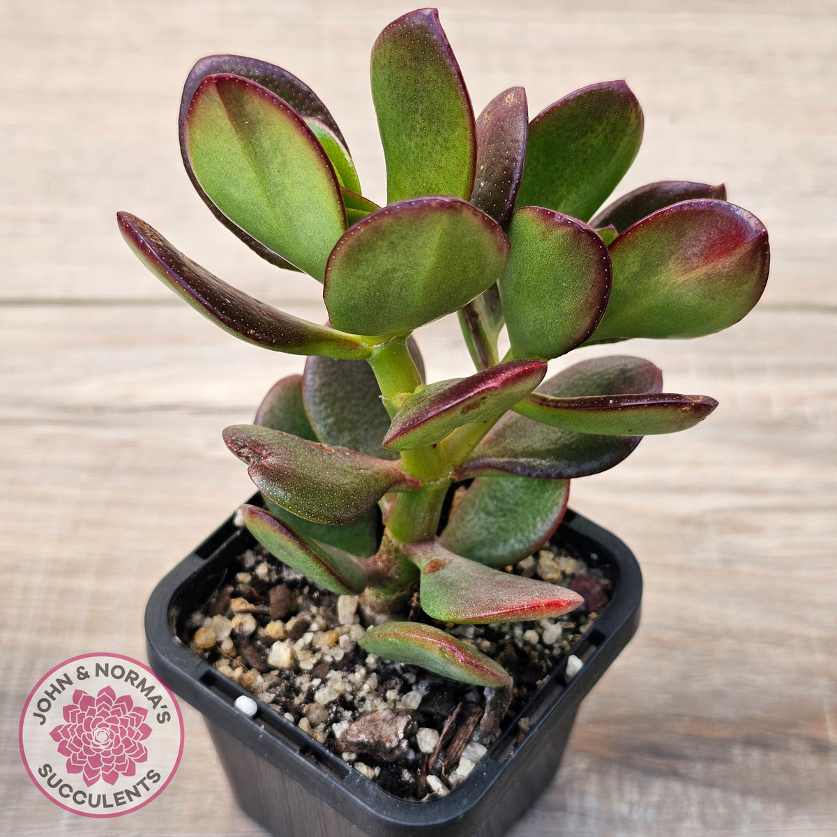Crassula Ovata 'Ruby'