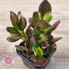Crassula Ovata 'Ruby'