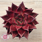 Echeveria agavoides 'Romeo Rubin' - Large