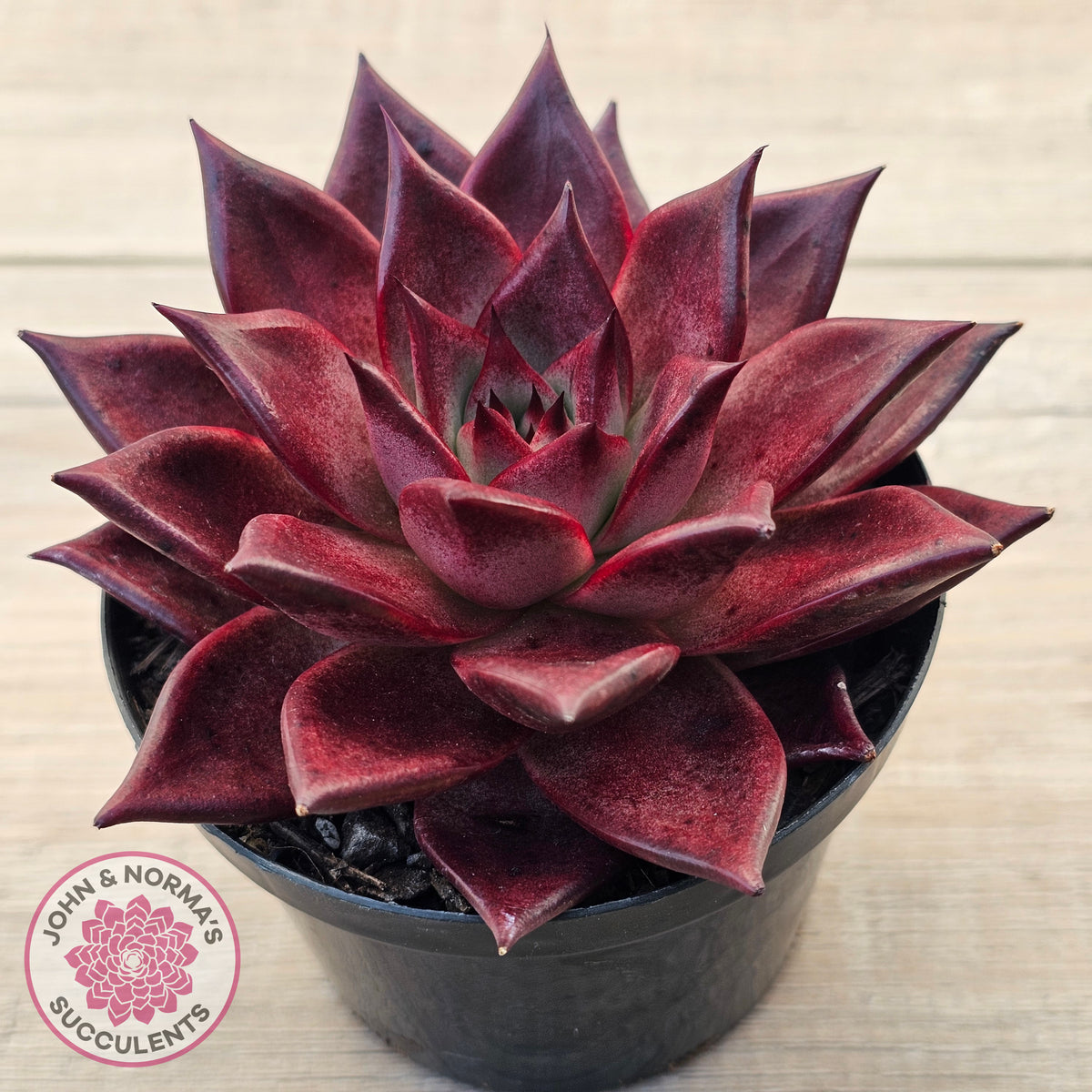 Echeveria agavoides 'Romeo Rubin' - Large