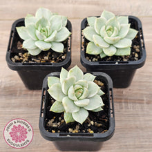 Load image into Gallery viewer, Graptoveria Titubans Variegata
