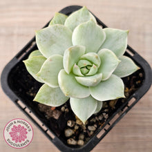 Load image into Gallery viewer, Graptoveria Titubans Variegata
