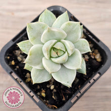 Load image into Gallery viewer, Graptoveria Titubans Variegata
