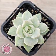 Load image into Gallery viewer, Graptoveria Titubans Variegata
