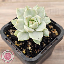 Load image into Gallery viewer, Graptoveria Titubans Variegata

