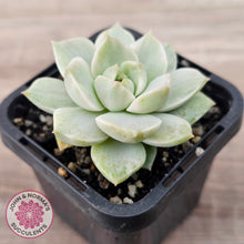 Load image into Gallery viewer, Graptoveria Titubans Variegata
