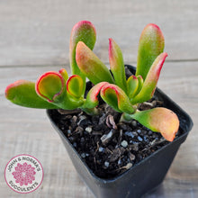 Load image into Gallery viewer, Crassula ovata Gollum
