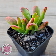 Load image into Gallery viewer, Crassula ovata Gollum
