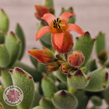 Load image into Gallery viewer, Cotyledon tomentosa ladismithiensis 'Kitten's Paws'
