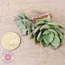 Load image into Gallery viewer, Echeveria 'Noble Red' - Cutting
