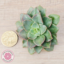 Load image into Gallery viewer, Echeveria 'Noble Red' - Cutting

