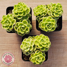 Load image into Gallery viewer, Sedeveria Letizia Variegata
