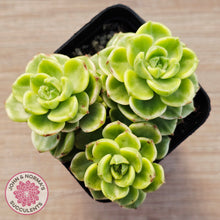 Load image into Gallery viewer, Sedeveria Letizia Variegata
