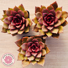 Load image into Gallery viewer, Echeveria 'Red Light'
