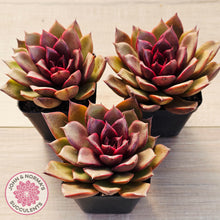 Load image into Gallery viewer, Echeveria 'Red Light'
