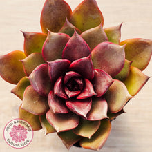 Load image into Gallery viewer, Echeveria 'Red Light'
