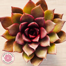 Load image into Gallery viewer, Echeveria 'Red Light'
