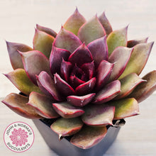 Load image into Gallery viewer, Echeveria 'Red Light'
