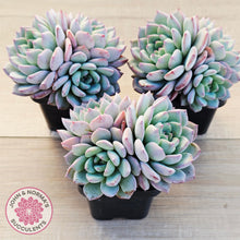 Load image into Gallery viewer, Echeveria 'Castle Elf' (multi)
