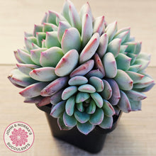 Load image into Gallery viewer, Echeveria 'Castle Elf' (multi)
