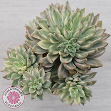 Load image into Gallery viewer, Echeveria Green Emerald Variegata - Cuttings x 2
