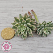 Load image into Gallery viewer, Echeveria Green Emerald Variegata - Cuttings x 2
