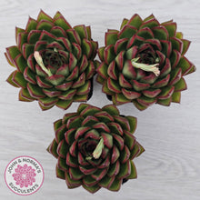 Load image into Gallery viewer, Echeveria 'Red Tips'
