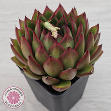 Load image into Gallery viewer, Echeveria 'Red Tips'
