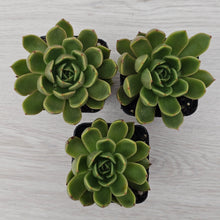 Load image into Gallery viewer, Echeveria Agavoides Mira
