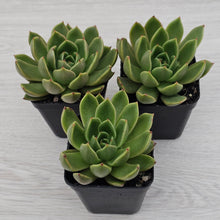 Load image into Gallery viewer, Echeveria Agavoides Mira
