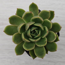 Load image into Gallery viewer, Echeveria Agavoides Mira

