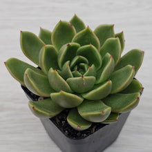 Load image into Gallery viewer, Echeveria Agavoides Mira
