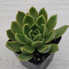 Load image into Gallery viewer, Echeveria Agavoides Mira
