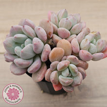 Load image into Gallery viewer, Graptoveria White Dew - (Same Plants)
