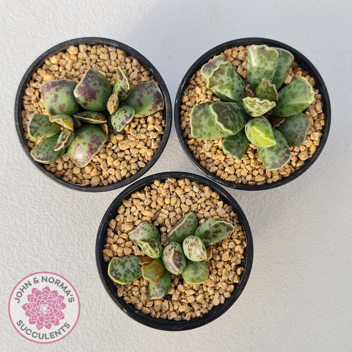Adromischus Cooperi