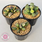 Adromischus Cooperi