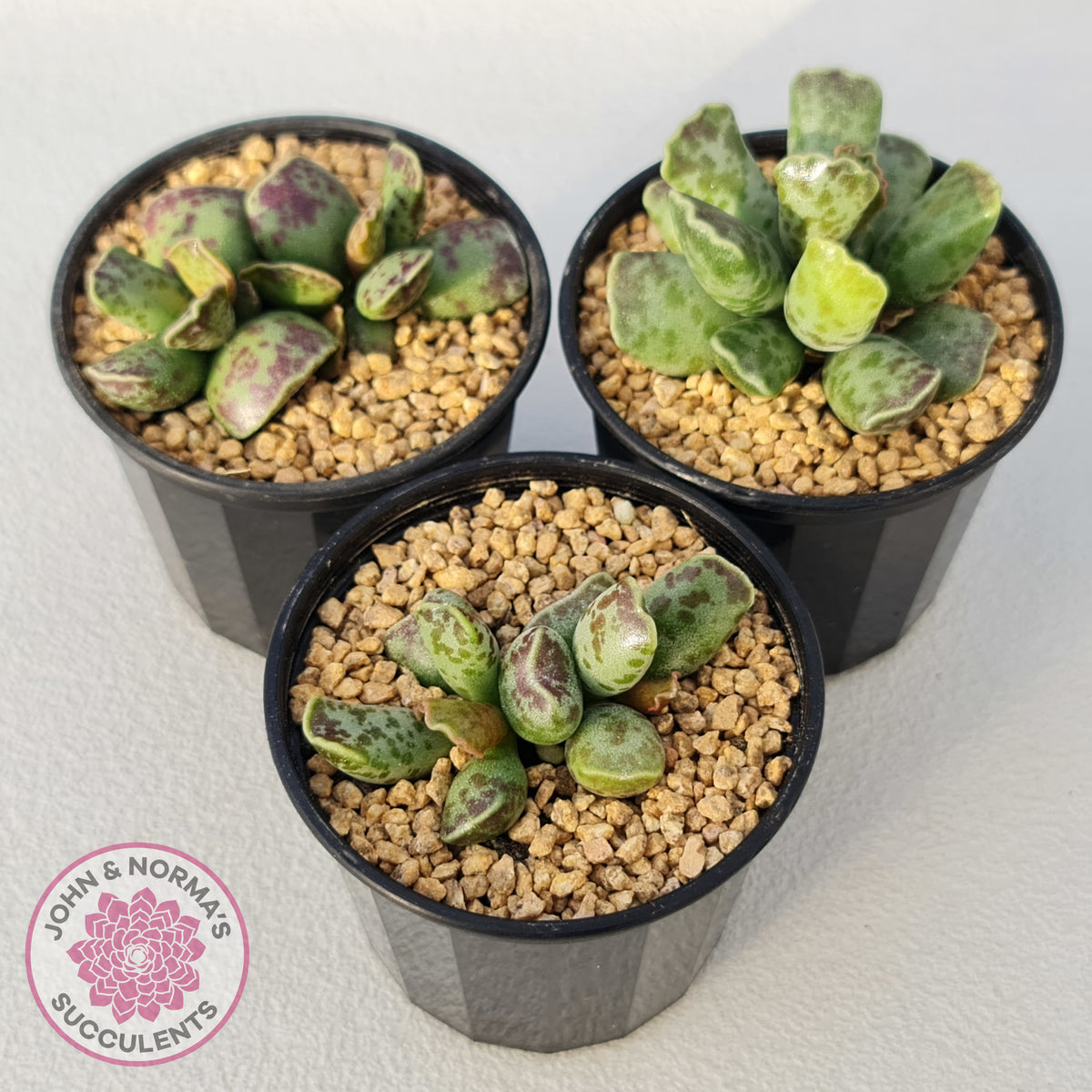 Adromischus Cooperi